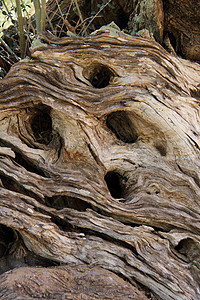橄榄树树干树叶木头自然背景图片