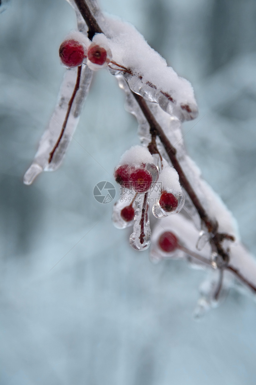 冻红莓冰对象季节浆果枝条白色植物新年绿色森林宏观图片
