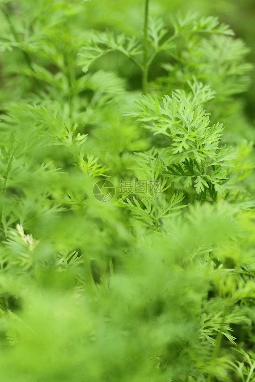 切菜植物健康维生素叶子宏观绿色农业草本植物食物香气图片