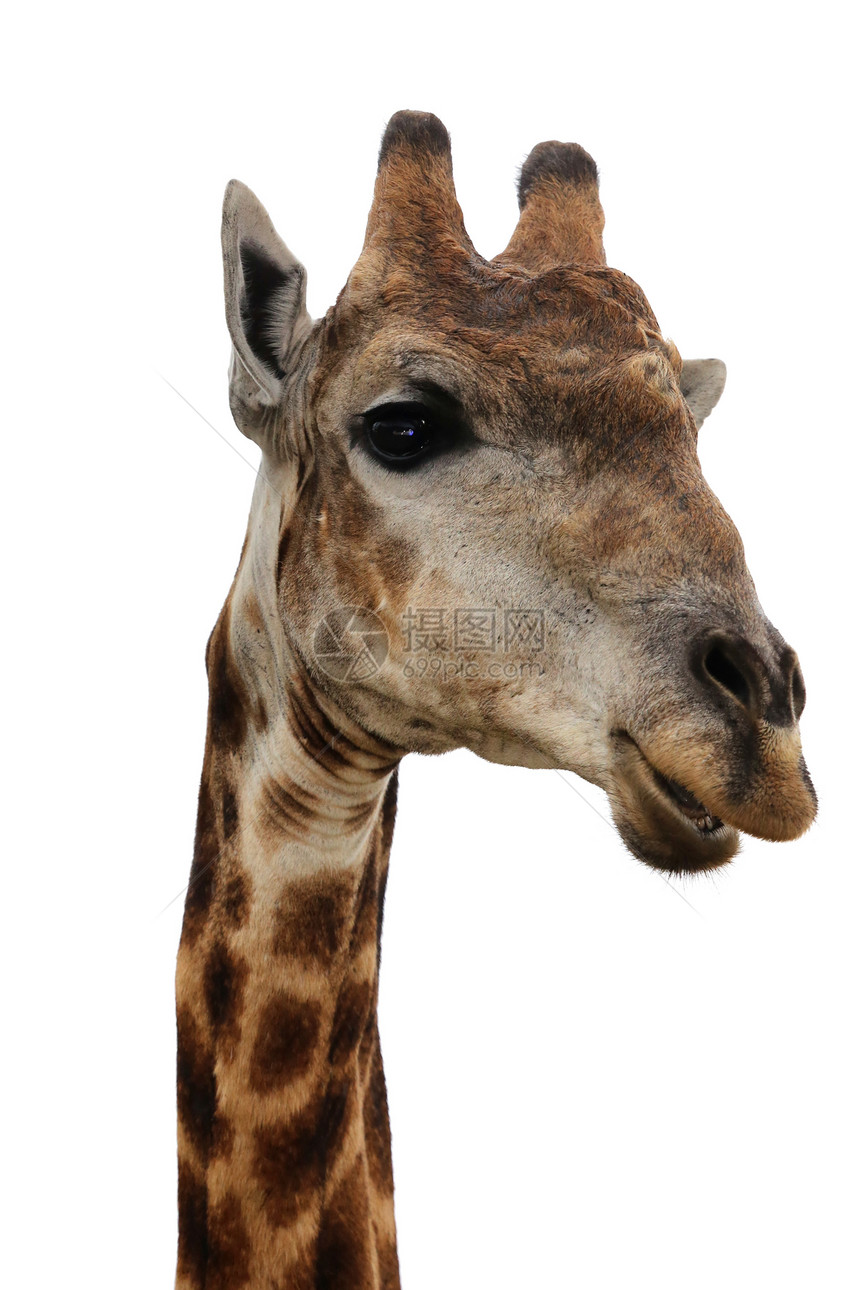 Giraffe  孤立的哺乳动物眼睛耳朵脖子牛角棕色白色图片