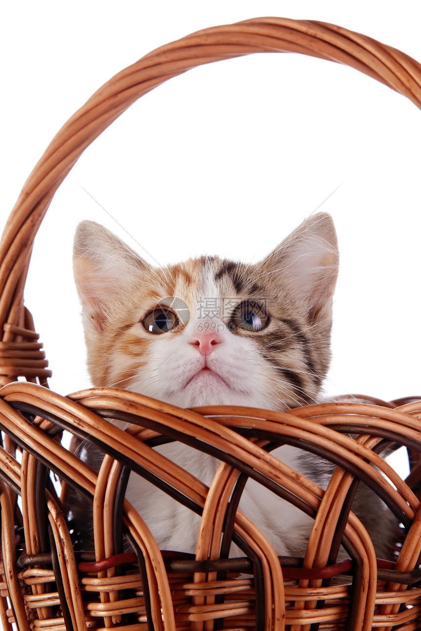 猫咪躲在一个小篮子里哺乳动物食肉毛皮脊椎动物友谊动物猫科好奇心兽医婴儿图片
