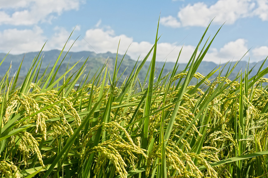 稻田农村风景天空场地环境场景植物栽培谷物收成季节农场图片