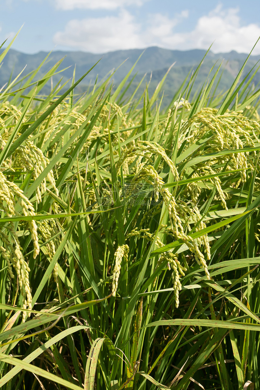 稻田农村风景文化天空环境农业季节农田食物收成谷物场景图片