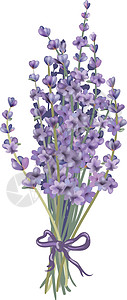 淡紫花束草药对象紫色草本植物插图背景花朵绘画薰衣草色背景图片