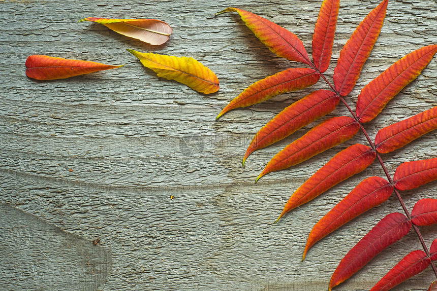 秋叶橙子晴天季节性叶子太阳框架边界植物群红色活力图片