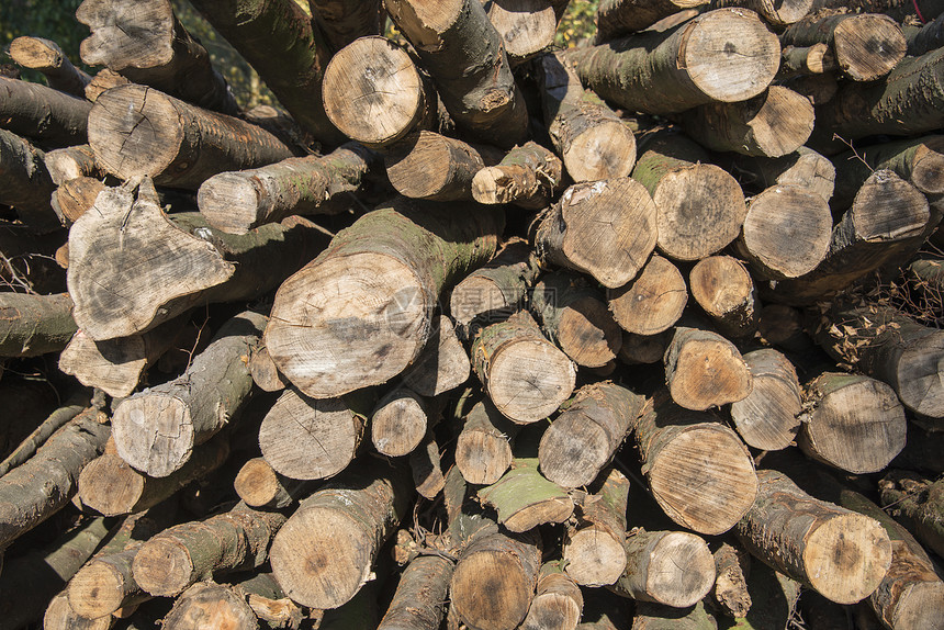 原木烧伤材料日志圆圈木头环境森林燃料乡村戒指图片