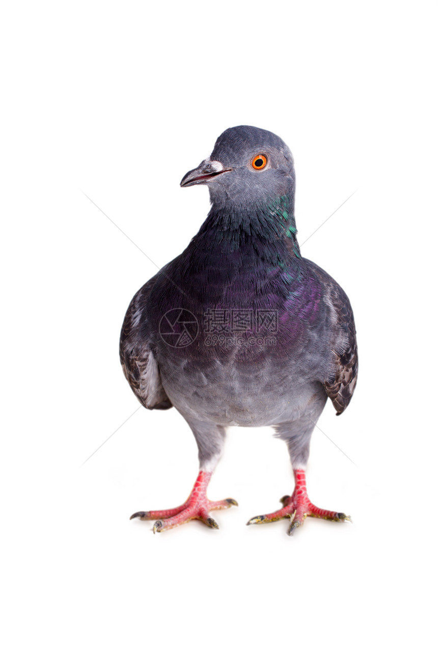 白底的鸽子灰色城市眼睛大鸟动物蓝色鸟类城市化羽毛野生动物图片