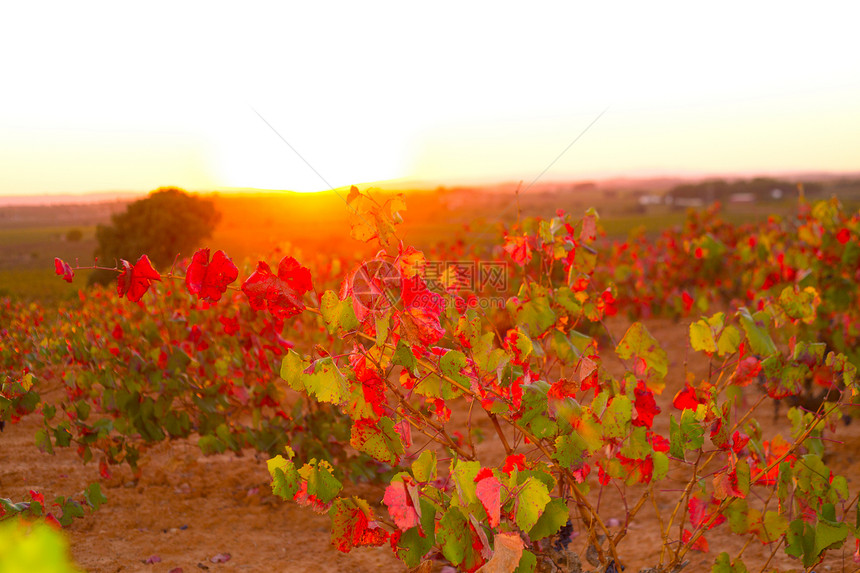 乌提尔雷凯纳秋金红葡萄园日落生长天空衬套太阳水果国家植物季节黎明收成图片