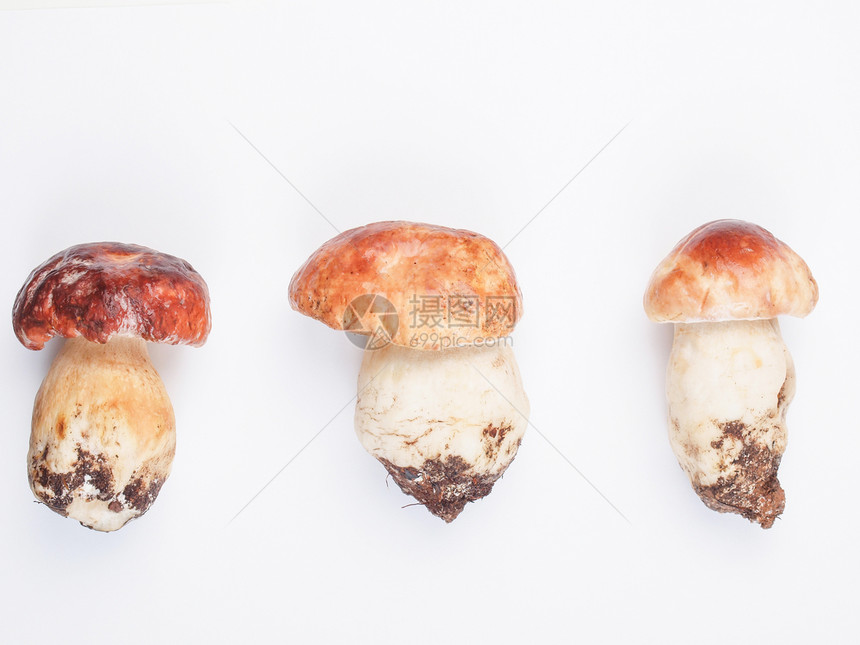 波西尼蘑菇营养常委食物包子美食图片