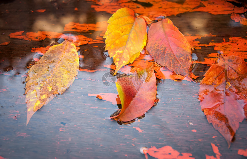 秋天在水上落黄的叶子植物反射太阳池塘墙纸晴天橙子季节性公园季节图片