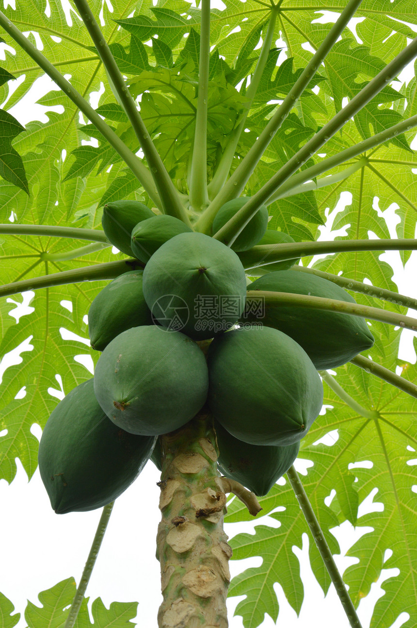 木瓜绿色树干果园食物树梢团体热带生长牧场营养图片