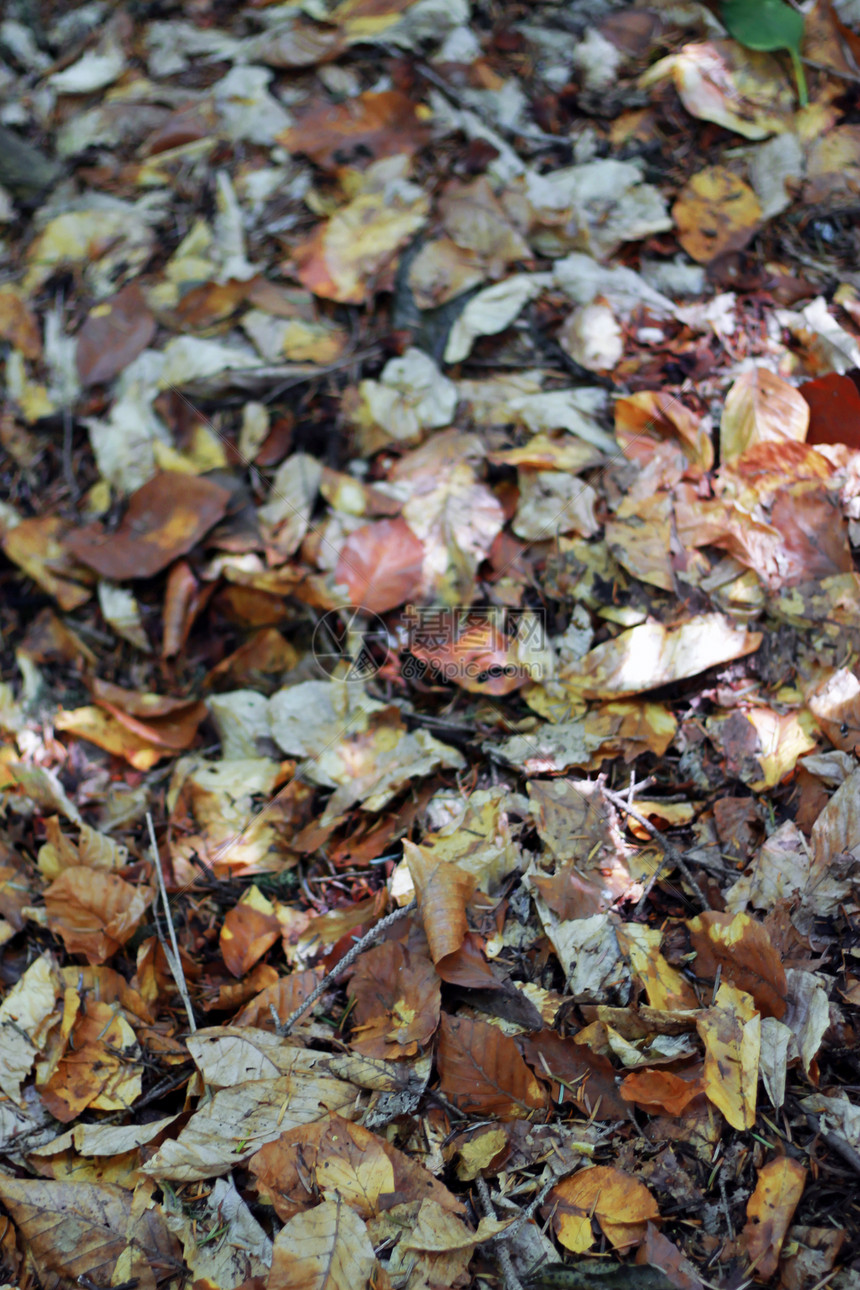黄秋秋叶落到地上树叶森林地面木头公园叶子季节植物图片