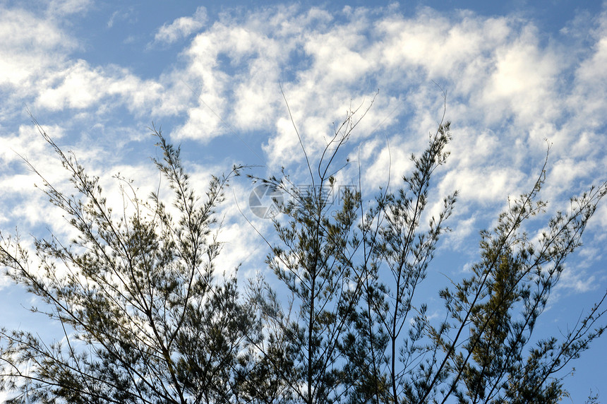 与蓝天相对的树枝装饰品花园公园树干枝条旅行阳光孤独木头季节图片