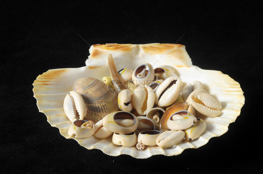 海壳壳贝壳石灰石坚果框架沉积物动物生活扇贝热带螺旋图片