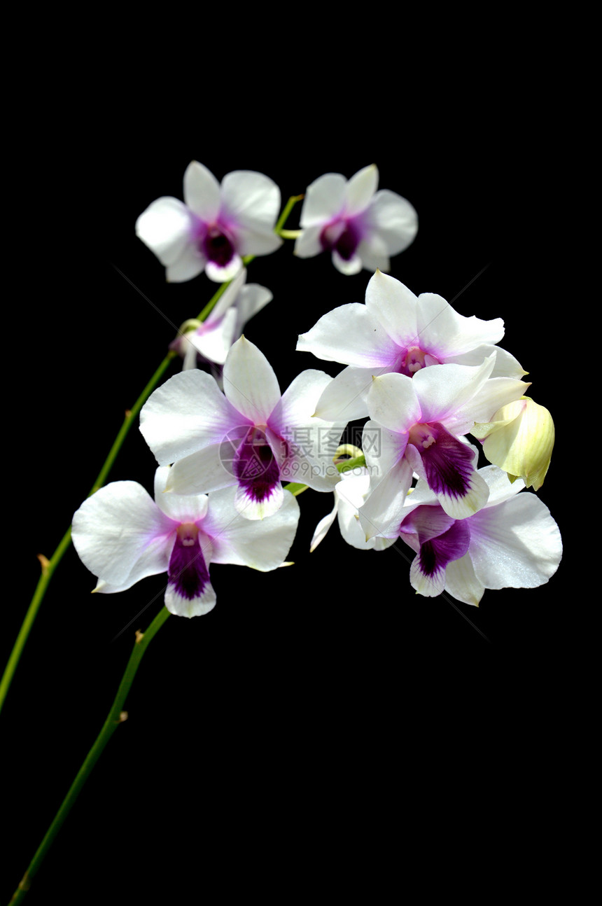 兰植物群情调花束温泉叶子宏观热带紫色花园植物图片