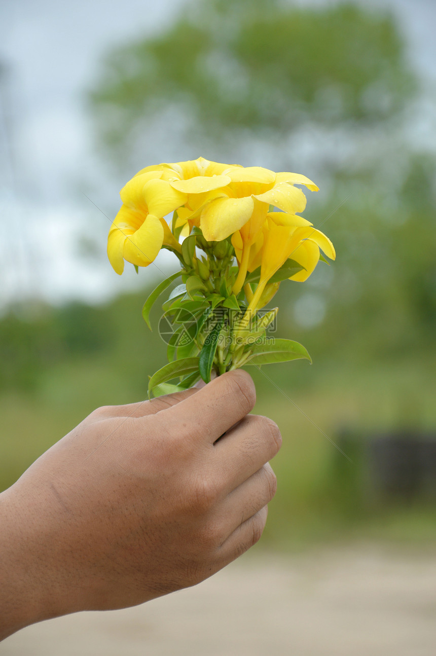 手握黄色的阿拉曼达花朵图片