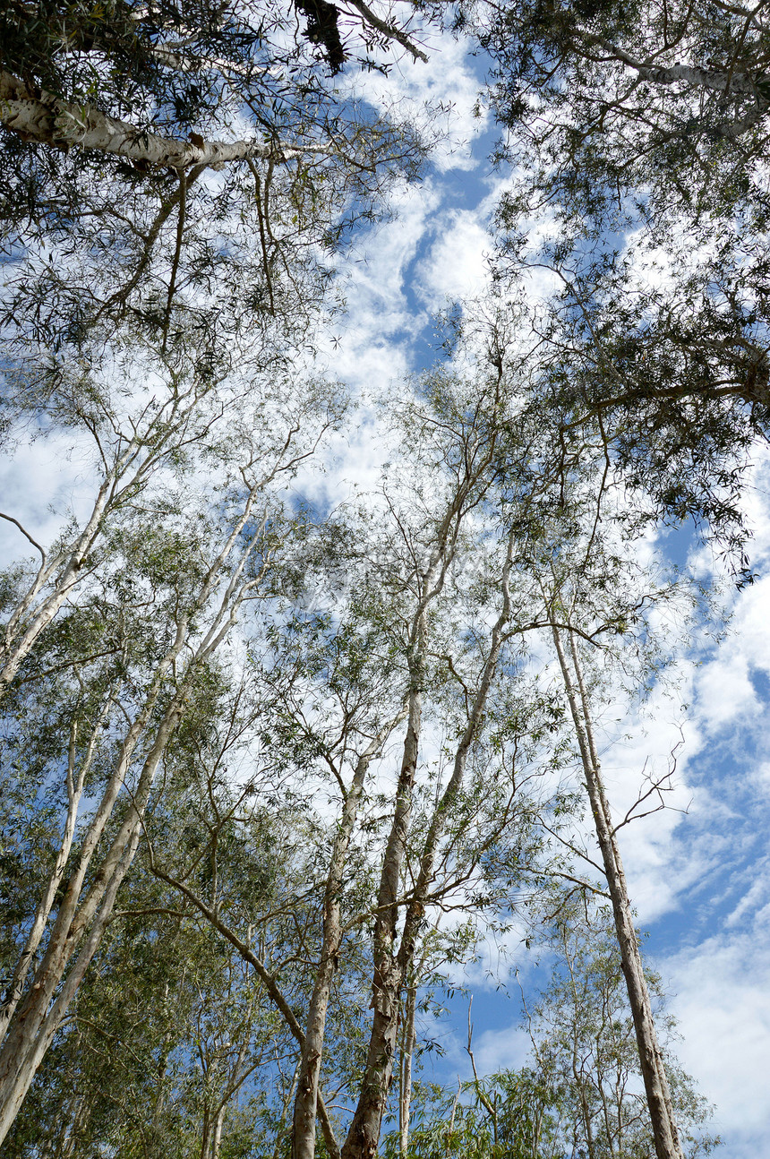 高塔树的视图叶子花园气候衬套山毛榉活力天空装饰品苗圃树干图片