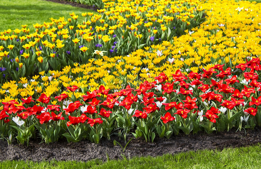 Keukenhof花园美丽的花朵花园季节红花正方形植物生长公园阳光顶峰灯泡图片