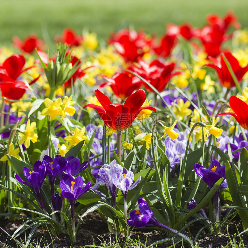 公园里花朵多彩的春花植物郁金香花园生长生态园艺场地花店高度水仙图片