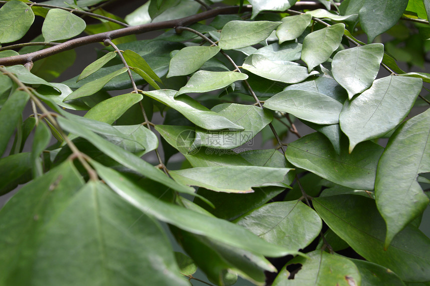 树叶纹理绿色植物线条植物学生活戏剧性脊柱植物季节植物群生长图片