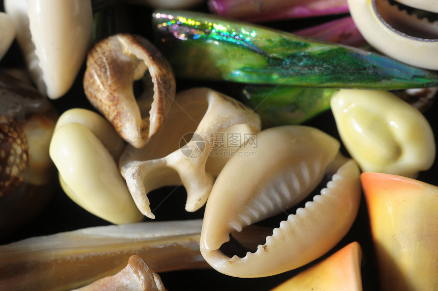 海壳壳石灰石框架热带海洋动物蜗牛坚果案件螺旋贝壳图片