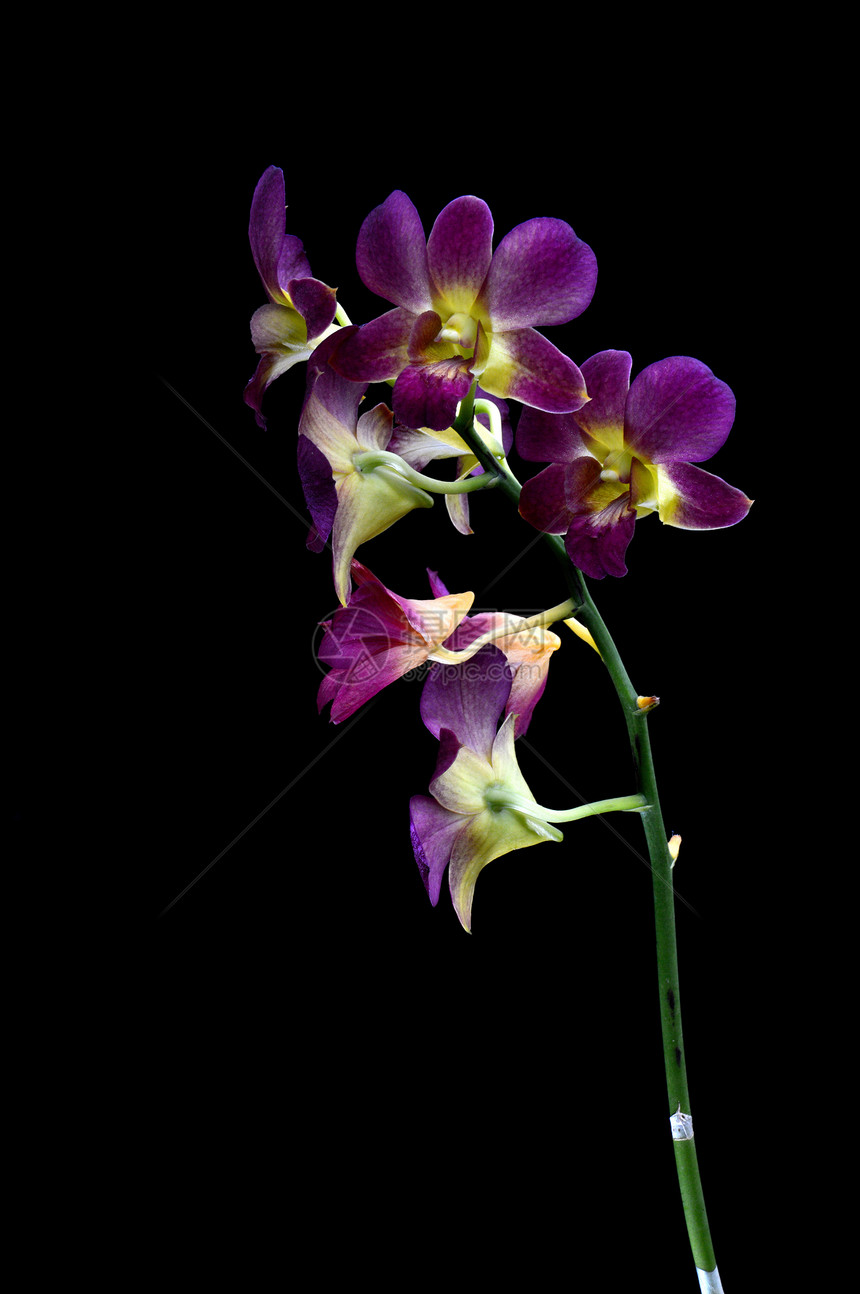 兰异国宏观脆弱性热带温泉植物群叶子紫色花瓣植物图片