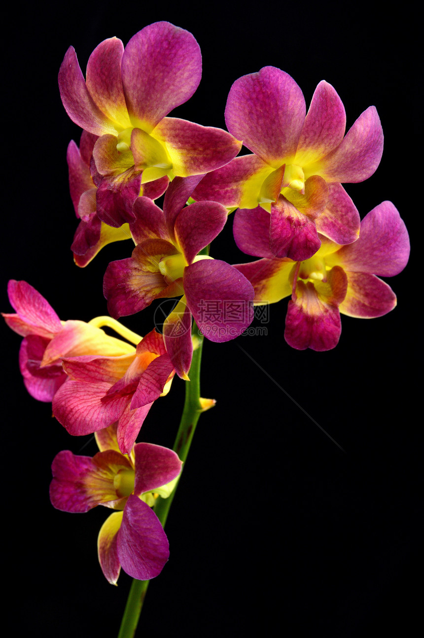 兰热带温泉花瓣异国花园植物群花束脆弱性宏观紫色图片