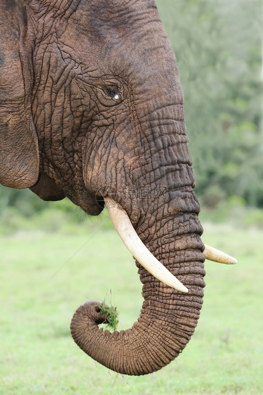 非洲大象食草图片