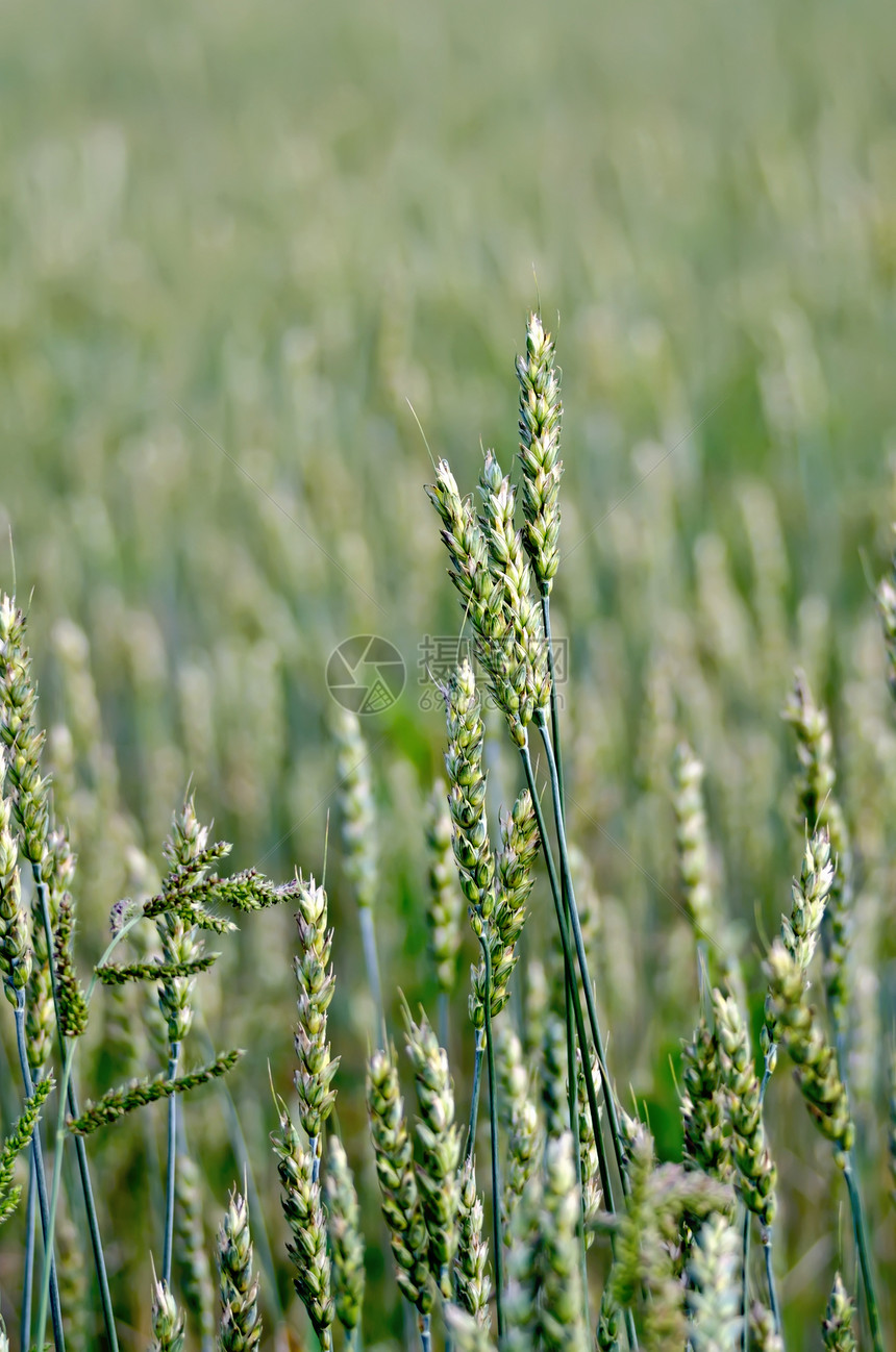 小麦绿耳食物农业生产种子麦田场地粮食天气生长耳朵图片