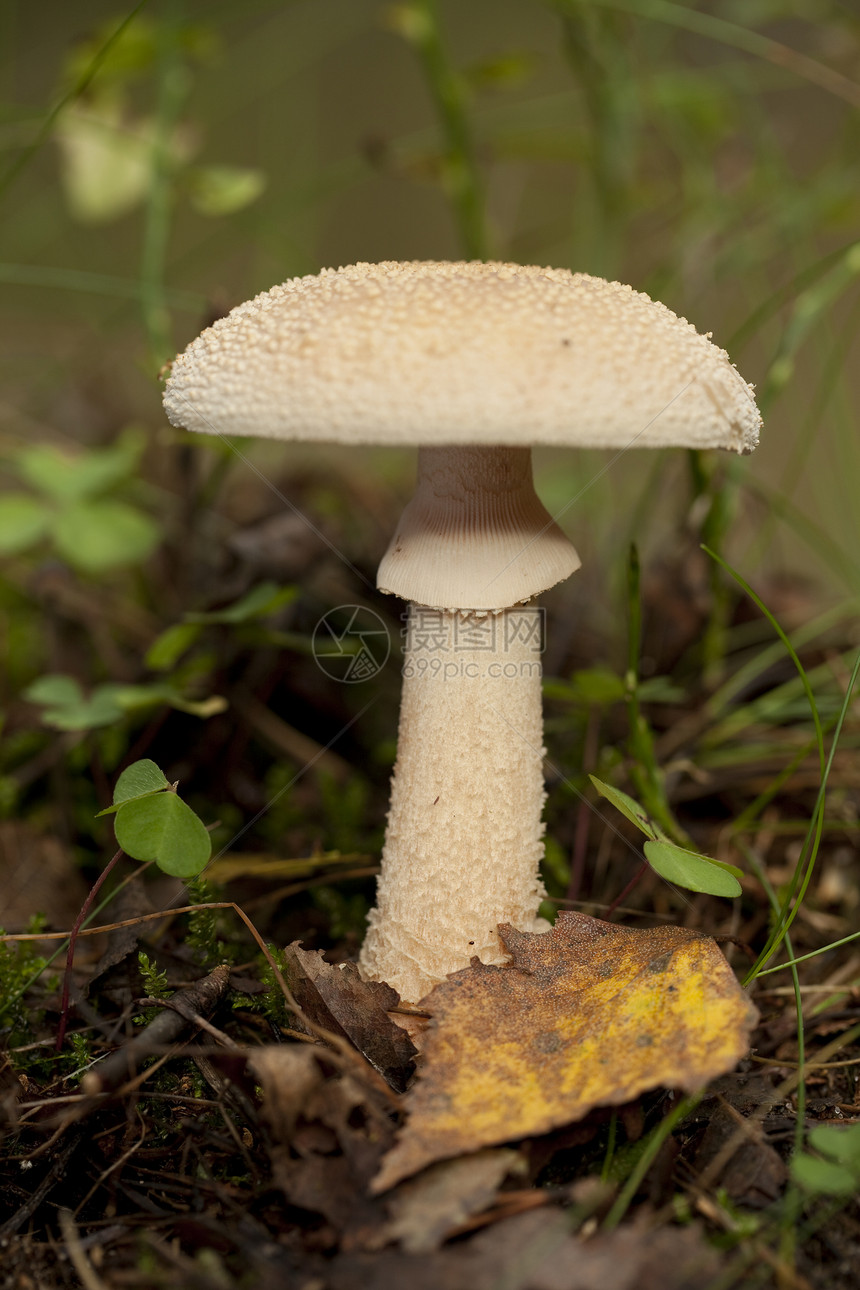 阿马尼塔市背景性质蘑菇叶子宏观黄色森林床图片