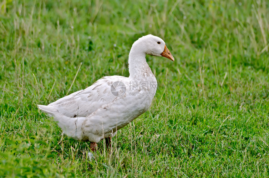 草地背景上的鹅白图片