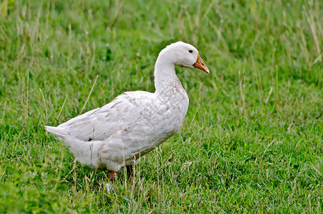草地背景上的鹅白高清图片