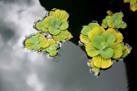 池塘植物生长浮萍季节植物学冥想叶子杂草荒野水池反射背景图片