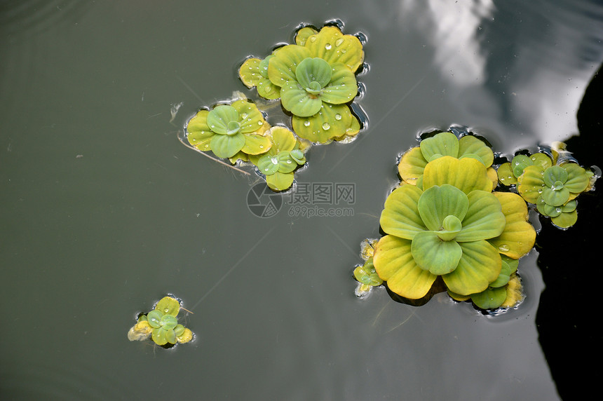 池塘植物冥想季节环境浮萍荒野水池生长树叶公园反射图片