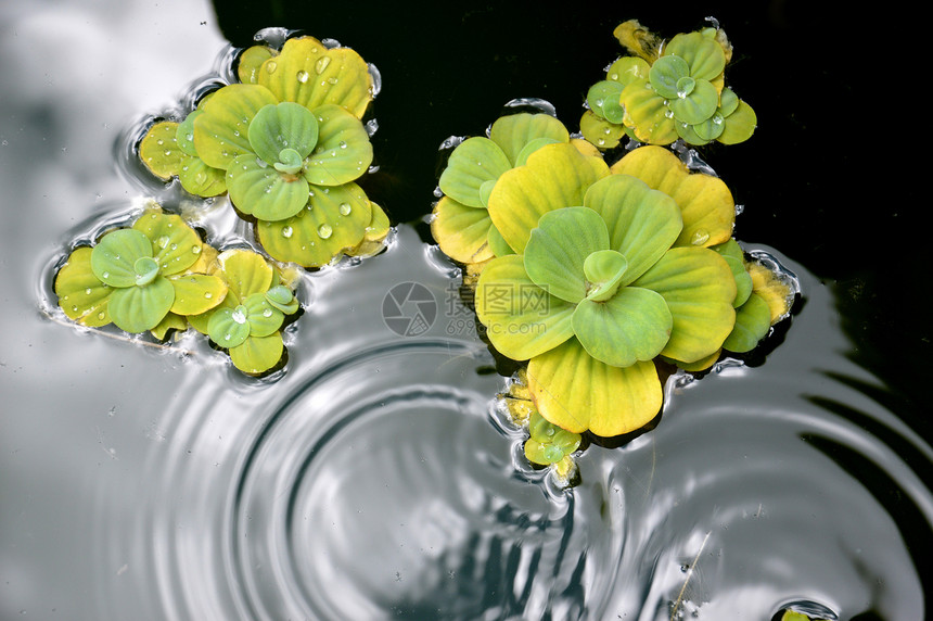 池塘植物荒野水池树叶荷花季节场地热带环境花瓣植物学图片