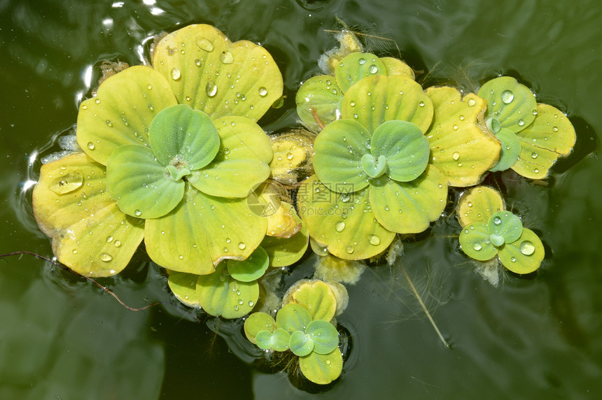 池塘植物果乐公园荷花冥想热带浮萍叶子生长水池反射图片
