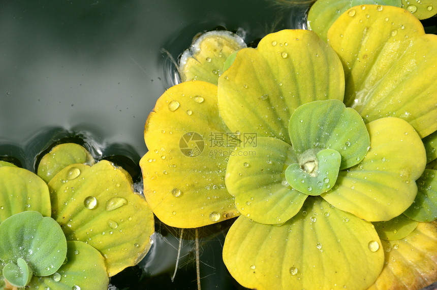池塘植物花园生长反射花瓣热带植物学荷花果乐浮萍树叶图片