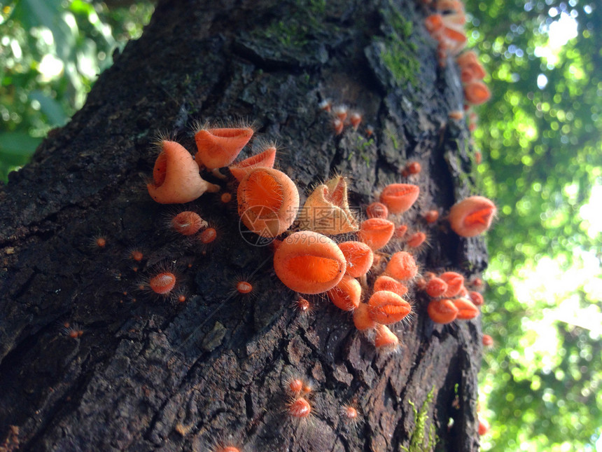 森林中的野橙色真菌荒野叶子霉菌绿色地衣模具图片
