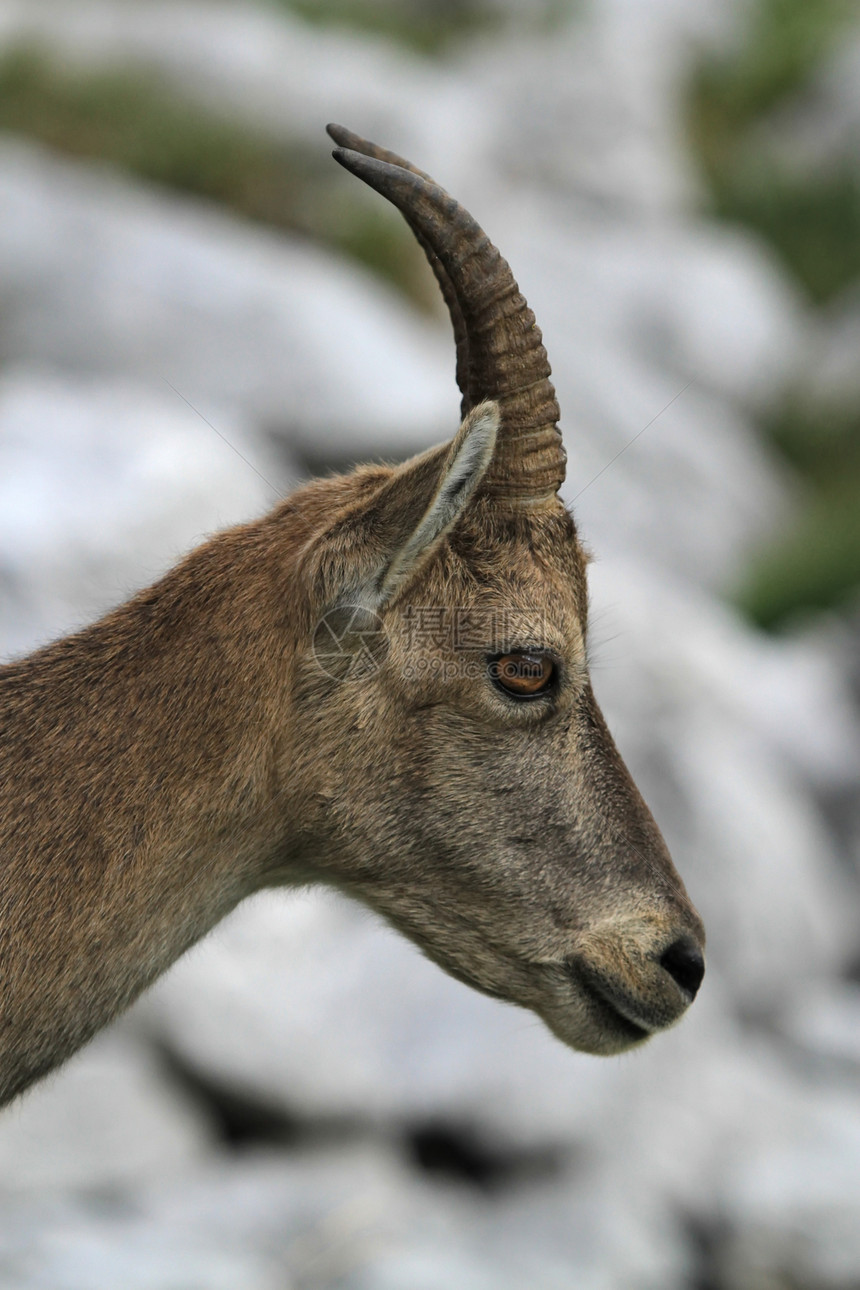 野生雌性高山海拔(ibex)肖像图片