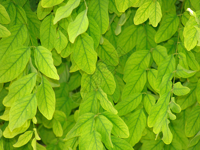 绿树叶背景墙纸叶子背景图片