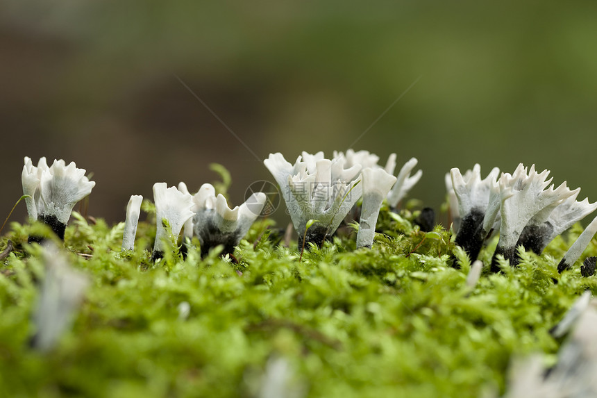 Xylaria 低氧环图片