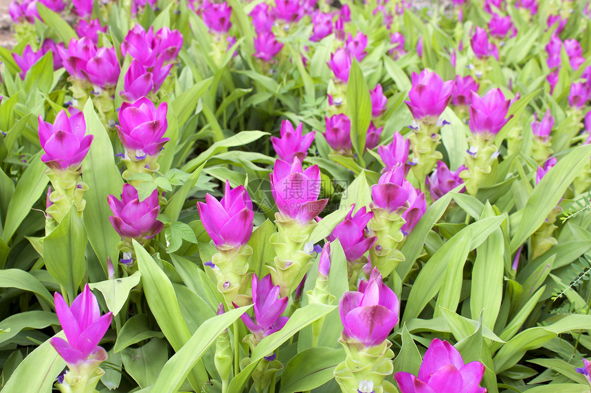 库尔库马旅行花瓣父母植物学郁金香叶子植物群文化生长图片