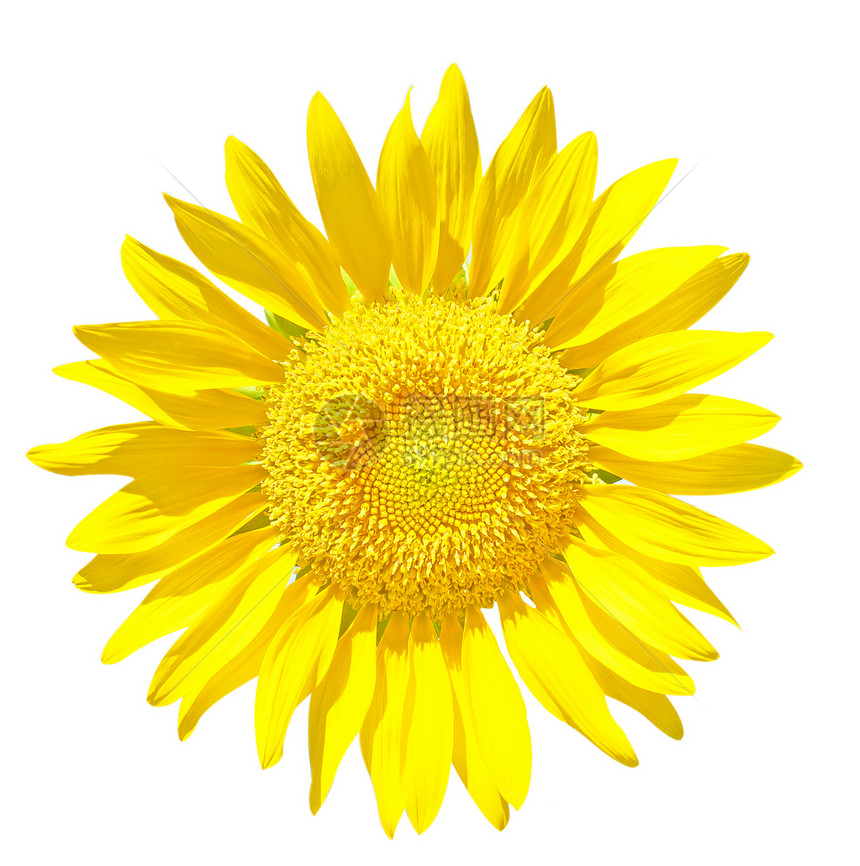 向日向柔软度花店太阳花瓣剪切色彩花朵白色阳光黄色图片
