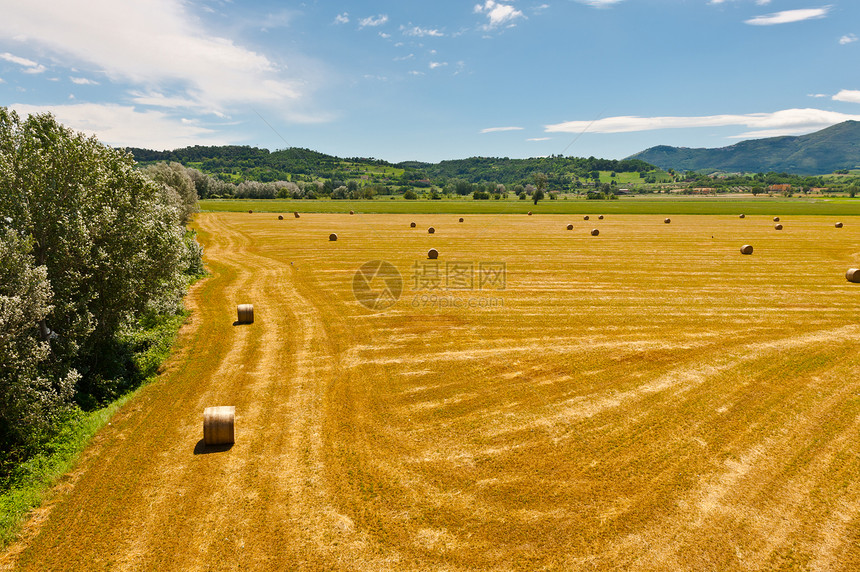 海巴勒斯小麦农家粮食生长干草美丽草地保释环境国家图片