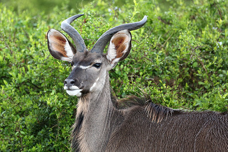 角鸮属Kudu 男性肖像背景