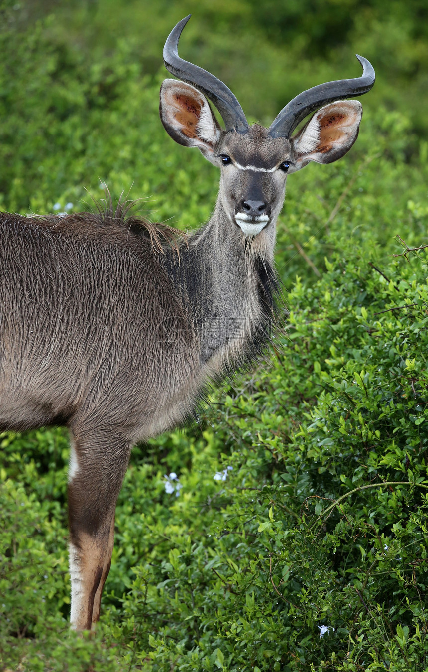 年轻的螺旋鲇鱼大耳朵耳朵野生动物羚羊荒野警报棕色牛角图片