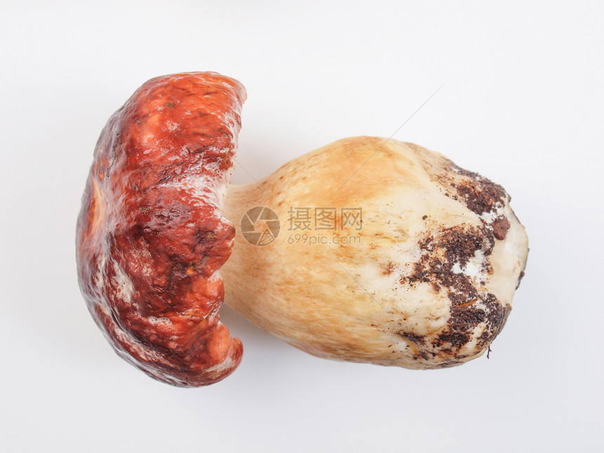 波西尼蘑菇美食食物营养包子常委图片