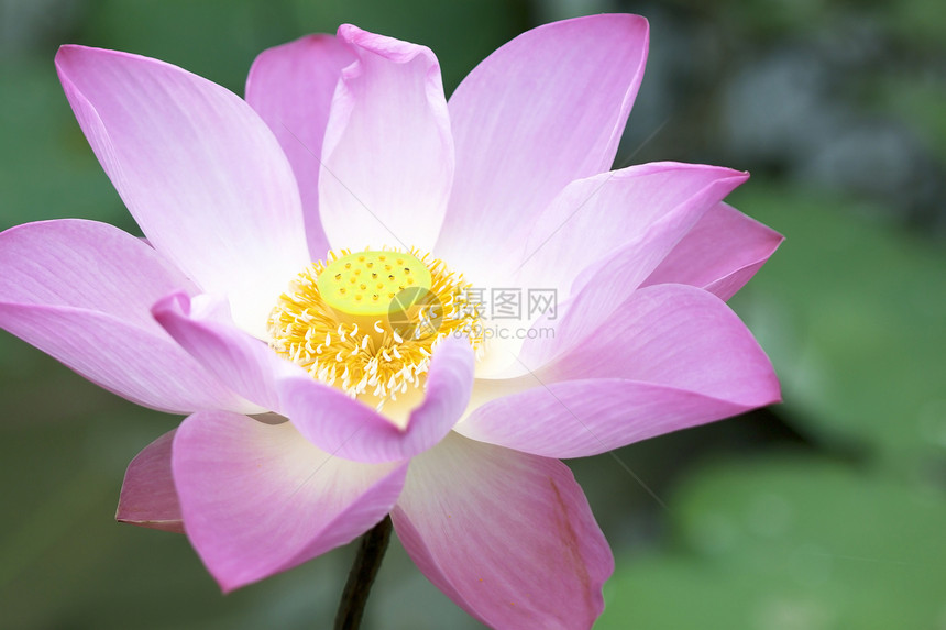 莲花白色花头宏观黄色摄影紫色水生植物水平植物粉色图片