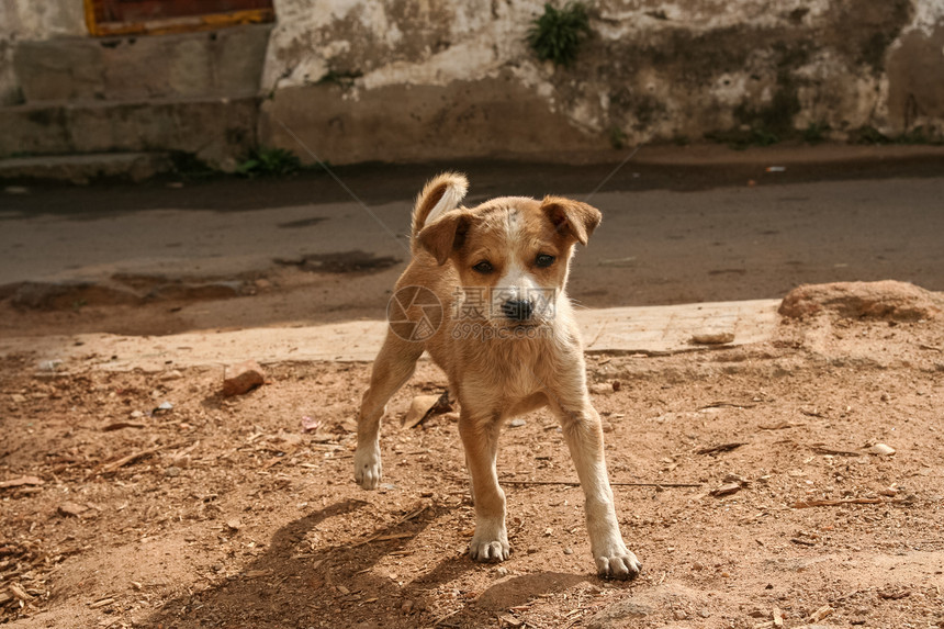 印地安街头的可爱流浪小狗图片