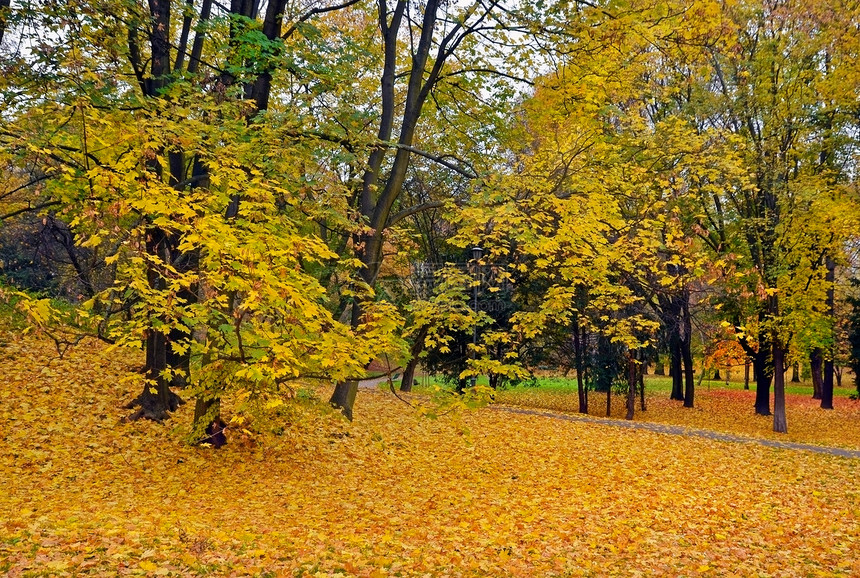 秋季植物环境农村情绪乡村季节性季节花园橙子树木图片